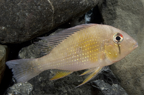 picture of Acarichthys Heckelii Cichlid Reg                                                                     Acarichthys heckelii