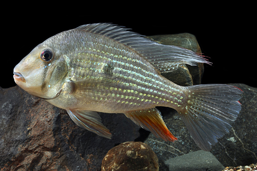 picture of Acarichthys Heckelii Cichlid Shw                                                                     Acarichthys heckelii