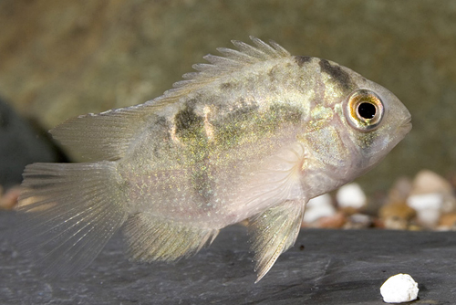 picture of Keyhole Cichlid Reg                                                                                  Cleithracara maronii