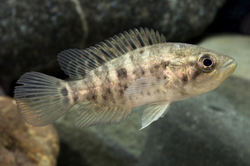 picture of Jaguar Managuense Cichlid Reg                                                                        Parachromis managuensis