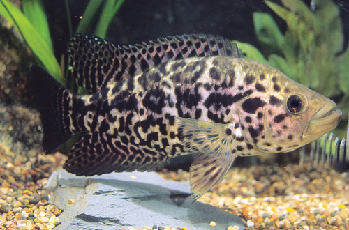 picture of Jaguar Managuense Cichlid Xlg                                                                        Parachromis managuensis