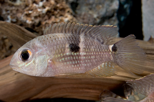 picture of Metae Cichlid Med                                                                                    Aequidens metae