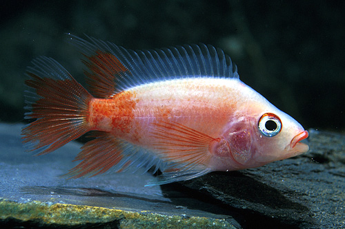 picture of Midas Cichlid Reg                                                                                    Amphilophus citrinellus