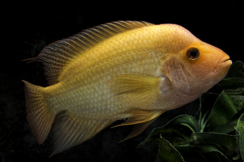 picture of Midas Cichlid Lrg                                                                                    Amphilophus citrinellus