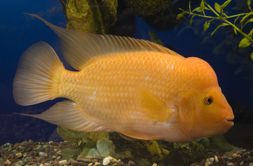 picture of Midas Cichlid Shw                                                                                    Amphilophus citrinellus