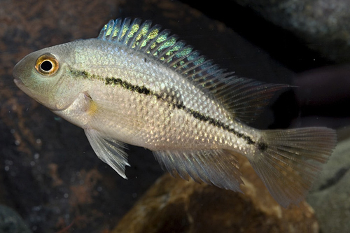 picture of Nicaraguense Cichlid Sml                                                                             Hypsophrys nicaraguense