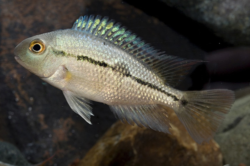 picture of Nicaraguense Cichlid Reg                                                                             Hypsophrys nicaraguense