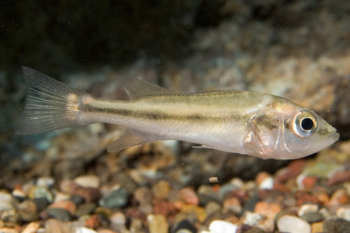 picture of Peacock Bass Cichlid Med                                                                             Cichla ocellaris