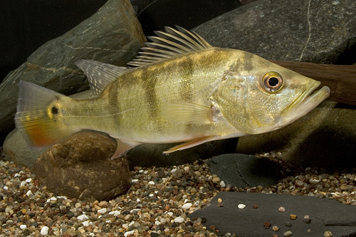 picture of Peacock Bass Cichlid Lrg                                                                             Cichla ocellaris