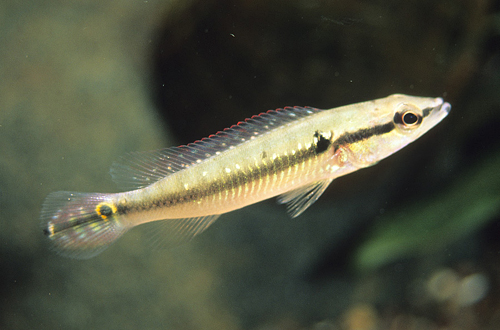 picture of Pike Cichlid Colombia Med                                                                            Crenicichla saxatilis