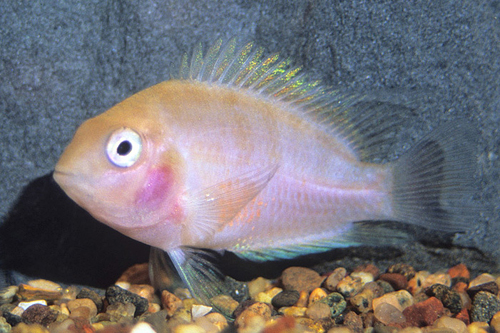 picture of Pink Convict Cichlid Sml                                                                             Archocentrus nigrofasciatus 'White'