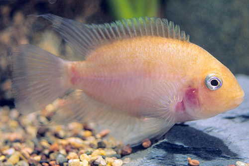 picture of Pink Convict Cichlid Lrg                                                                             Archocentrus nigrofasciatus 'White'