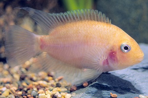 picture of Pink Convict Cichlid Shw                                                                             Archocentrus nigrofasciatus 'White'