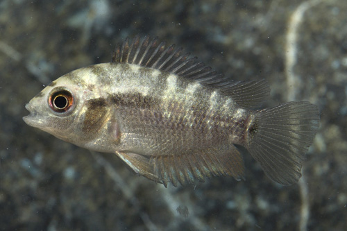 picture of Rainbow Cichlid Med                                                                                  Herotilapia multispinosa