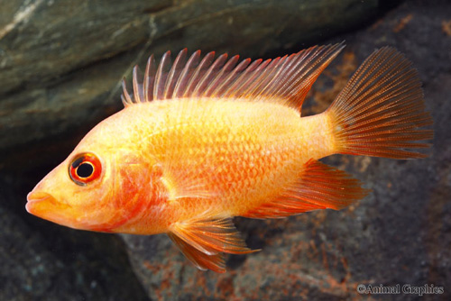 picture of Colored Red Devil Cichlid Reg                                                                        Amphilophus labiatus 'Red-Orange'