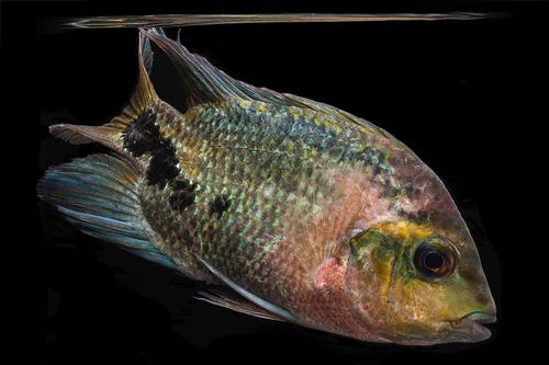 picture of Red Head Synspilum Cichlid M/L                                                                       Vieja synspilum