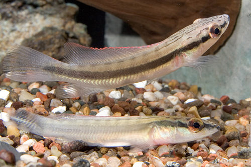 picture of Red Pike Cichlid Med                                                                                 Crenicichla cyanonotus