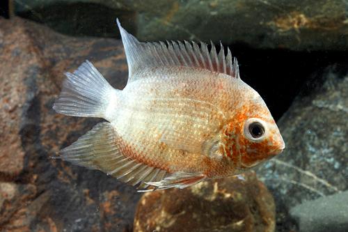 picture of Red Shoulder Severum Cichlid Xlg                                                                     Heros sp. rotkiel