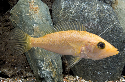 picture of Red Snook Cichlid Reg                                                                                Petenia splendida