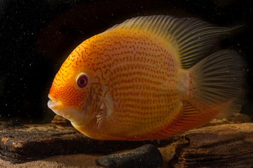 picture of Red Spot Gold Severum Cichlid Reg                                                                    Heros severus