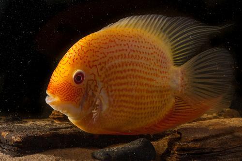 picture of Red Spot Gold Severum Xlg                                                                            Heros severus