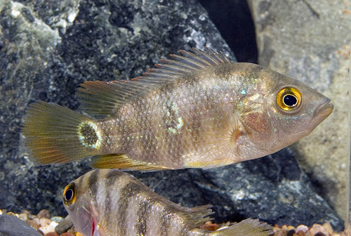 picture of Mayan Red Terror Cichlid M/S                                                                         Nandopsis urophthalmus