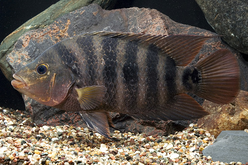 picture of Mayan Red Terror Cichlid Lrg                                                                         Nandopsis urophthalmus