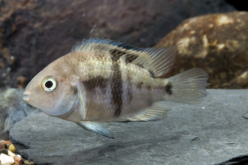 picture of Sajica Cichlid Reg                                                                                   Cryptoheros sajica