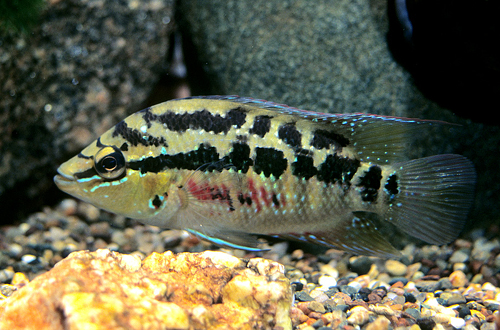 picture of Salvini Cichlid M/L                                                                                  Cichlasoma salvini 