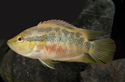 picture of Salvini Cichlid Xlg                                                                                  Cichlasoma salvini 