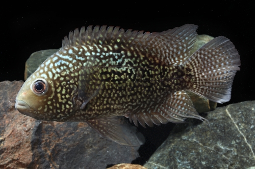 picture of Texas Cichlid Sml                                                                                    Hericthys cyanaguttatus