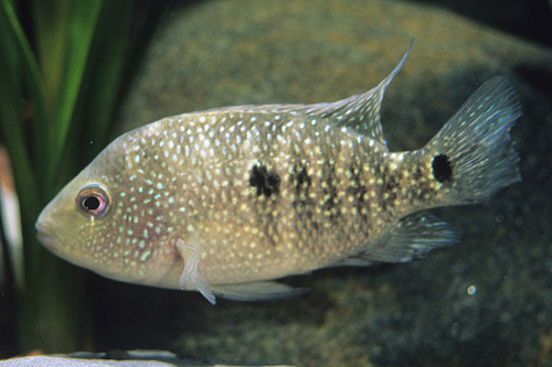 picture of Texas Cichlid M/L                                                                                    Hericthys cyanaguttatus