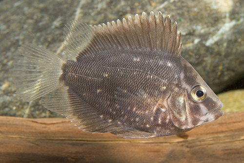 picture of Uaru Cichlid Sml                                                                                     Uaru amphiacanthoides