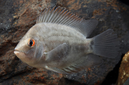 picture of Uaru Cichlid Med                                                                                     Uaru amphiacanthoides