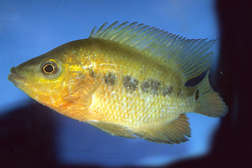 picture of Red Devil Uncolored Cichlid Sml                                                                      Amphilophus labiatus 'Red-Orange'