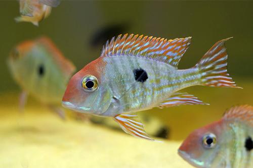 picture of Red Head Geophagus Tapajos Cichlid Reg                                                               Geophagus sp. 'Red Head Tapajos'