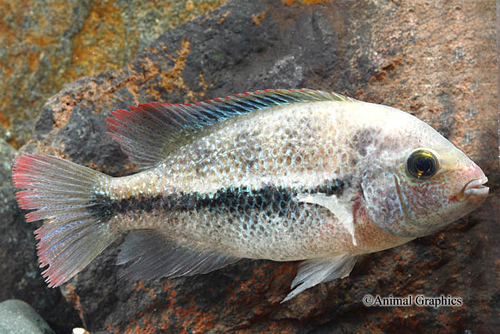 picture of Red Vieja Fenestratus Cichlid Med                                                                    Vieja fenestratus