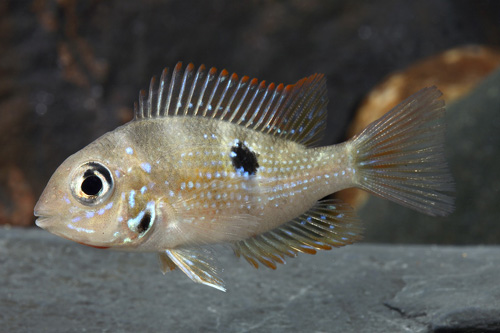 picture of Thorichthys Ellioti Cichlid Reg                                                                      Thorichthys ellioti