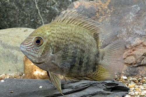 picture of Turquoise Severum Efasciatus Cichlid Sml                                                             Heros efasciatus