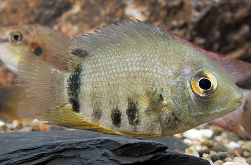 picture of Turquoise Severum Efasciatus Cichlid Reg                                                             Heros efasciatus