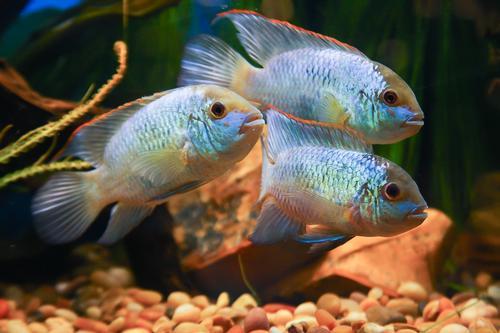 picture of Electric Blue Acara Med                                                                              Aequidens pulcher