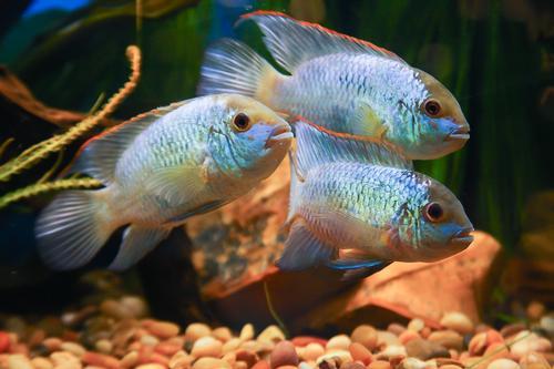 picture of Electric Blue Acara M/L                                                                              Aequidens pulcher