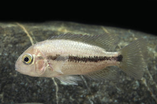 picture of Vieja Hartwegi Cichlid Reg                                                                           Vieja hartwegi