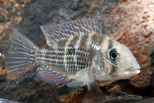 picture of Gymnogeophagus sp. Blue Valentine Cichlid Med                                                        Gymnogeophagus sp. 'Blue Valentine'