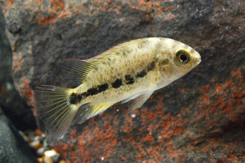 picture of Vieja Bifasciatus Cichlid Sml                                                                        Vieja bifasciatus