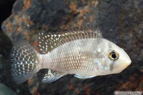 picture of Gymnogeophagus Australis Cichlid M/S                                                                 Gymnogeophagus australis