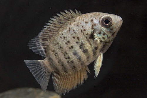 picture of Black Spot Severum Cichlid Reg                                                                       Heros notatus