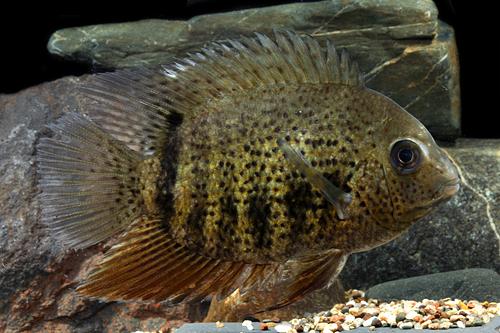 picture of Black Spot Severum Cichlid M/S                                                                       Heros notatus