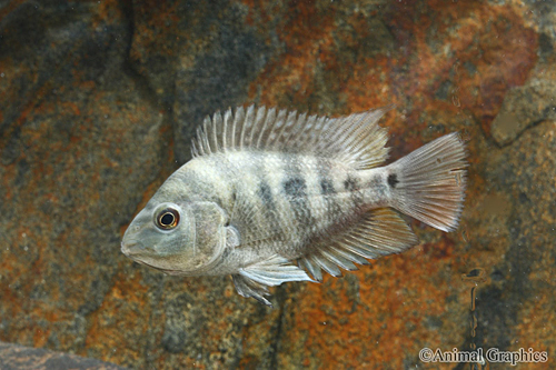 picture of Amphilophus Chancho Cichlid Med                                                                      Amphilophus chancho