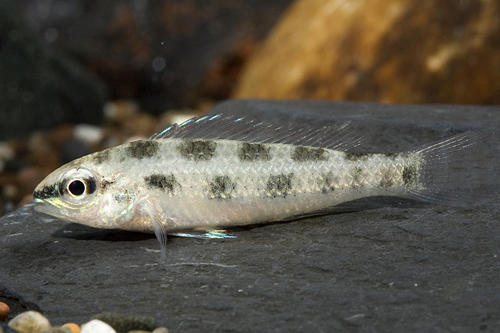 picture of Checkerboard Cichlid Czech Reg                                                                       Dicrossus filamentosus